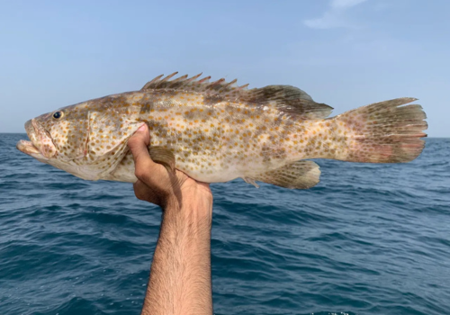 Grouper fish caught in Abu Dhabi waters