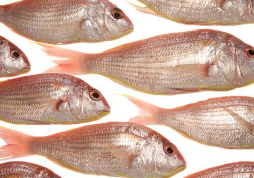 Pink perch fish caught in Abu Dhabi fishing spots