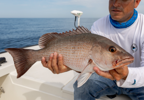 Snapper fish caught on Abu Dhabi fishing charter