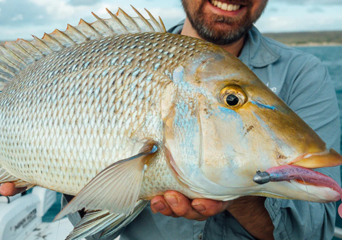 Spangled emperor fish near Abu Dhabi islands